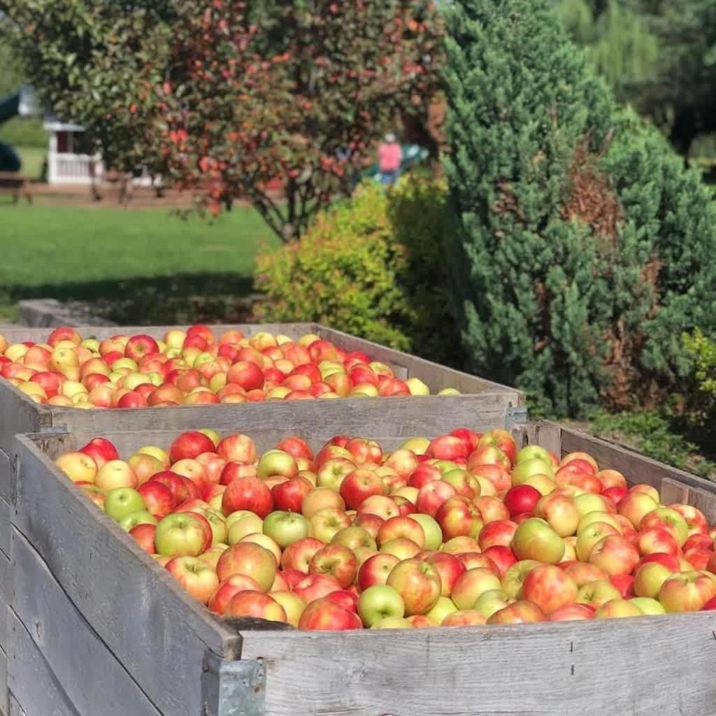 The Cortland Cottage At Brant'S Apple Orchard Ashtabula Exterior photo