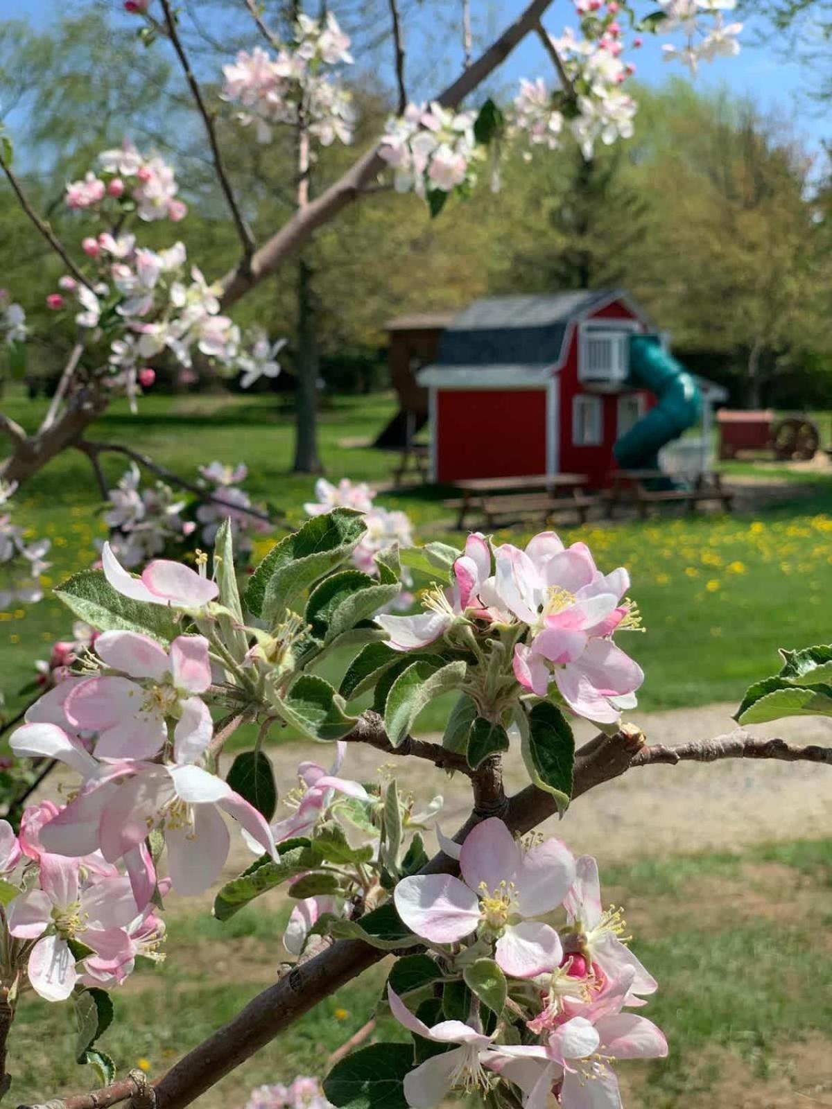 The Cortland Cottage At Brant'S Apple Orchard Ashtabula Exterior photo